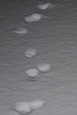 Suivre le guide_4359632119_l.jpg